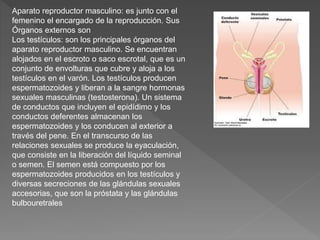 Aparato reproductor masculino: es junto con el
femenino el encargado de la reproducción. Sus
Órganos externos son
Los testículos: son los principales órganos del
aparato reproductor masculino. Se encuentran
alojados en el escroto o saco escrotal, que es un
conjunto de envolturas que cubre y aloja a los
testículos en el varón. Los testículos producen
espermatozoides y liberan a la sangre hormonas
sexuales masculinas (testosterona). Un sistema
de conductos que incluyen el epidídimo y los
conductos deferentes almacenan los
espermatozoides y los conducen al exterior a
través del pene. En el transcurso de las
relaciones sexuales se produce la eyaculación,
que consiste en la liberación del líquido seminal
o semen. El semen está compuesto por los
espermatozoides producidos en los testículos y
diversas secreciones de las glándulas sexuales
accesorias, que son la próstata y las glándulas
bulbouretrales
 