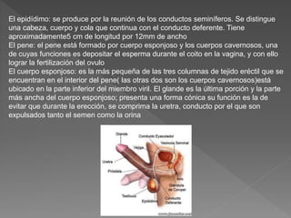 El epidídimo: se produce por la reunión de los conductos seminíferos. Se distingue
una cabeza, cuerpo y cola que continua con el conducto deferente. Tiene
aproximadamente5 cm de longitud por 12mm de ancho
El pene: el pene está formado por cuerpo esponjoso y los cuerpos cavernosos, una
de cuyas funciones es depositar el esperma durante el coito en la vagina, y con ello
lograr la fertilización del ovulo
El cuerpo esponjoso: es la más pequeña de las tres columnas de tejido eréctil que se
encuentran en el interior del pene( las otras dos son los cuerpos cavernosos)está
ubicado en la parte inferior del miembro viril. El glande es la última porción y la parte
más ancha del cuerpo esponjoso; presenta una forma cónica su función es la de
evitar que durante la erección, se comprima la uretra, conducto por el que son
expulsados tanto el semen como la orina
 
