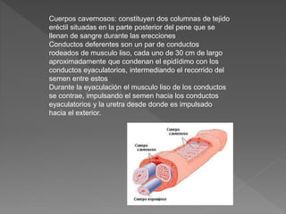 Cuerpos cavernosos: constituyen dos columnas de tejido
eréctil situadas en la parte posterior del pene que se
llenan de sangre durante las erecciones
Conductos deferentes son un par de conductos
rodeados de musculo liso, cada uno de 30 cm de largo
aproximadamente que condenan el epidídimo con los
conductos eyaculatorios, intermediando el recorrido del
semen entre estos
Durante la eyaculación el musculo liso de los conductos
se contrae, impulsando el semen hacia los conductos
eyaculatorios y la uretra desde donde es impulsado
hacia el exterior.
 