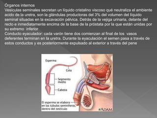 Órganos internos
Vesículas seminales secretan un líquido cristalino viscoso qué neutraliza el ambiente
acido de la uretra, son la glándulas productoras del 3% del volumen del líquido
seminal situadas en la excavación pélvica. Detrás de la vejiga urinaria, delante del
recto e inmediatamente encima de la base de la próstata por la que están unidas por
su extremo inferior
Conducto eyaculador: cada varón tiene dos comienzan al final de los vasos
deferentes terminan en la uretra. Durante la eyaculación el semen pasa a través de
estos conductos y es posteriormente expulsado al exterior a través del pene
 