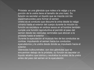 Próstata: es una glándula que rodea a la vejiga y a una
porción de la uretra tiene el tamaño de una nuez. Su
función es secretar un líquido que se mezcla con los
espermatozoides para formar el semen
Uretra es el conducto que discurre la orina desde la vejiga
urinaria hasta el exterior del cuerpo durante la micción su
función es excretora en ambos sexos en el hombre también
cumple una función reproductiva al permitir el paso del
semen desde las vesículas seminales que abocan a la
próstata hasta el exterior
Durante la eyaculación el musculo liso de los conductos se
contrae, impulsando el semen hacia los conductos
eyaculatorios y la uretra desde donde es impulsado hacia el
exterior.
Glándulas bulbouretrales: son dos glándulas que se
encuentran debajo de la próstata, su función es secretar un
líquido alcalino que lubrica y neutraliza la acidez de la uretra
antes del paso del semen en la eyaculación
 