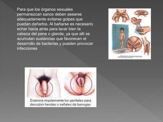 Para que los órganos sexuales
permanezcan sanos deben asearse
adecuadamente evitarse golpes que
puedan dañarlos. Al bañarse es necesario
echar hacia atrás para lavar bien la
cabeza del pene o glande, ya que allí se
acumulan sustancias que favorecen el
desarrollo de bacterias y pueden provocar
infecciones
 