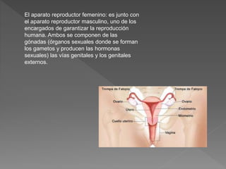 El aparato reproductor femenino: es junto con
el aparato reproductor masculino, uno de los
encargados de garantizar la reproducción
humana. Ambos se componen de las
gónadas (órganos sexuales donde se forman
los gametos y producen las hormonas
sexuales) las vías genitales y los genitales
externos.
 