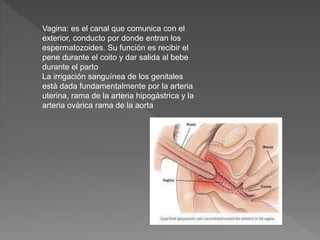 Vagina: es el canal que comunica con el
exterior, conducto por donde entran los
espermatozoides. Su función es recibir el
pene durante el coito y dar salida al bebe
durante el parto
La irrigación sanguínea de los genitales
está dada fundamentalmente por la arteria
uterina, rama de la arteria hipogástrica y la
arteria ovárica rama de la aorta
 