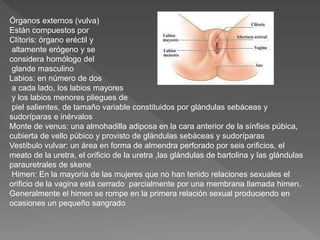 Órganos externos (vulva)
Están compuestos por
Clítoris: órgano eréctil y
altamente erógeno y se
considera homólogo del
glande masculino
Labios: en número de dos
a cada lado, los labios mayores
y los labios menores pliegues de
piel salientes, de tamaño variable constituidos por glándulas sebáceas y
sudoríparas e inérvalos
Monte de venus: una almohadilla adiposa en la cara anterior de la sínfisis púbica,
cubierta de vello púbico y provisto de glándulas sebáceas y sudoríparas
Vestíbulo vulvar: un área en forma de almendra perforado por seis orificios, el
meato de la uretra, el orificio de la uretra ,las glándulas de bartolina y las glándulas
parauretrales de skene
Himen: En la mayoría de las mujeres que no han tenido relaciones sexuales el
orificio de la vagina está cerrado parcialmente por una membrana llamada himen.
Generalmente el himen se rompe en la primera relación sexual produciendo en
ocasiones un pequeño sangrado
 