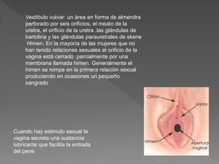 Vestíbulo vulvar: un área en forma de almendra
perforado por seis orificios, el meato de la
uretra, el orificio de la uretra ,las glándulas de
bartolina y las glándulas parauretrales de skene
Himen: En la mayoría de las mujeres que no
han tenido relaciones sexuales el orificio de la
vagina está cerrado parcialmente por una
membrana llamada himen. Generalmente el
himen se rompe en la primera relación sexual
produciendo en ocasiones un pequeño
sangrado
Cuando hay estimulo sexual la
vagina secreta una sustancia
lubricante que facilita la entrada
del pene
 