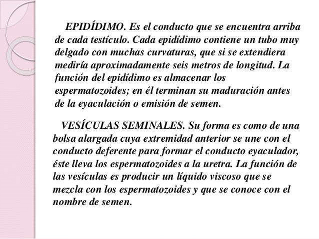 Como aumentar el miembro viril effectivamente