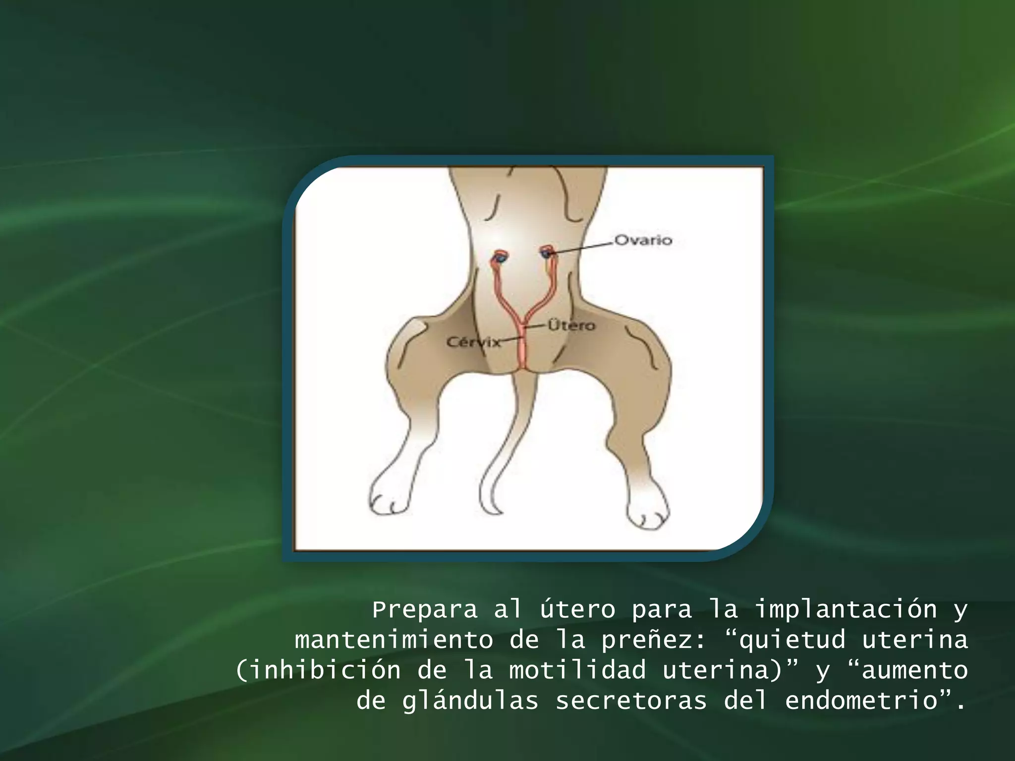 Sistema Reproductor femenino Animal PDF