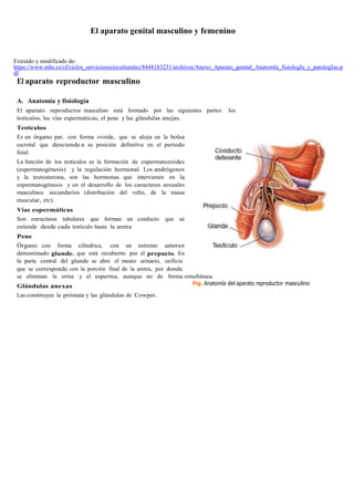 El aparato genital masculino y femenino
Extraído y modificado de:
https://www.mhe.es/cf/ciclos_serviciosocioculturales/8448183231/archivos/Anexo_Aparato_genital_AnatomIa_fisiologIa_y_patologIas.p
df
El aparato reproductor masculino
A. Anatomía y fisiología
El aparato reproductor masculino está formado por las siguientes partes: los
testículos, las vías espermáticas, el pene y las glándulas anejas.
Testículos
Es un órgano par, con forma ovoide, que se aloja en la bolsa
escrotal que desciende a su posición definitiva en el período
fetal.
La función de los testículos es la formación de espermatozoides
(espermatogénesis) y la regulación hormonal. Los andrógenos
y la testosterona, son las hormonas que intervienen en la
espermatogénesis y en el desarrollo de los caracteres sexuales
masculinos secundarios (distribución del vello, de la masa
muscular, etc).
Vías espermáticas
Son estructuras tubulares que forman un conducto que se
extiende desde cada testículo hasta la uretra
Pene
Órgano con forma cilíndrica, con un extremo anterior
denominado glande, que está recubierto por el prepucio. En
la parte central del glande se abre el meato urinario, orificio
que se corresponde con la porción final de la uretra, por donde
se eliminan la orina y el esperma, aunque no de forma simultánea.
Glándulas anexas
Las constituyen la próstata y las glándulas de Cowper.
Fig. Anatomía del aparato reproductor masculino
 