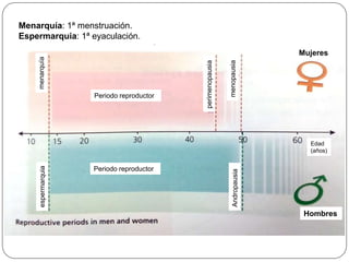 Menarquía: 1ª menstruación.
Espermarquia: 1ª eyaculación.
menarquíaespermarquia
Periodo reproductor
Periodo reproductor
menopausiaAndropausia
perimenopausia
Mujeres
Hombres
Edad
(años)
 