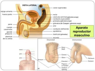 Aparato
reproductor
masculino
VISTA LATERAL
(gónadas)
(glándula aneja)
(glándula aneja)
de Cowper (glándula aneja)
 