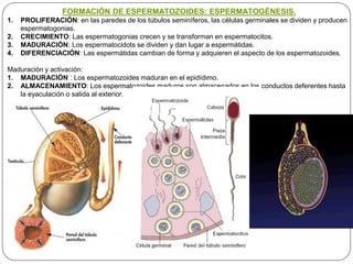 FORMACIÓN DE ESPERMATOZOIDES: ESPERMATOGÉNESIS.
1. PROLIFERACIÓN: en las paredes de los túbulos seminíferos, las células germinales se dividen y producen
espermatogonias.
2. CRECIMIENTO: Las espermatogonias crecen y se transforman en espermatocitos.
3. MADURACIÓN: Los espermatocidots se dividen y dan lugar a espermátidas.
4. DIFERENCIACIÓN: Las espermátidas cambian de forma y adquieren el aspecto de los espermatozoides.
Maduración y activación:
1. MADURACIÓN : Los espermatozoides maduran en el epidídimo.
2. ALMACENAMIENTO: Los espermatozoides maduros son almacenados en los conductos deferentes hasta
la eyaculación o salida al exterior.
 