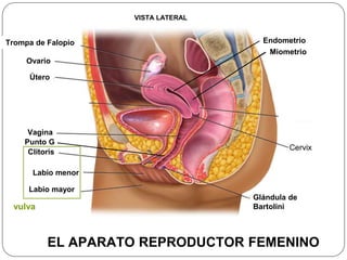 Fallopian tube
VISTA LATERAL
Trompa de Falopio
Ovario
Útero
Vagina
Clítoris
Labio menor
Labio mayor
Glándula de
Bartolini
Miometrio
Endometrio
Punto G
EL APARATO REPRODUCTOR FEMENINO
vulva
 