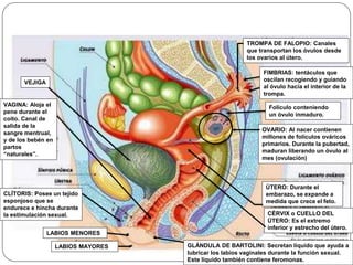 VAGINA: Aloja el
pene durante el
coito. Canal de
salida de la
sangre mentrual,
y de los bebén en
partos
“naturales”.
VEJIGA
LABIOS MENORES
LABIOS MAYORES
TROMPA DE FALOPIO: Canales
que transportan los óvulos desde
los ovarios al útero.
FIMBRIAS: tentáculos que
oscilan recogiendo y guiando
al óvulo hacia el interior de la
trompa.
Folículo conteniendo
un óvulo inmaduro.
OVARIO: Al nacer contienen
millones de folículos ováricos
primarios. Durante la pubertad,
maduran liberando un óvulo al
mes (ovulación)
ÚTERO: Durante el
embarazo, se expande a
medida que crece el feto.
CÉRVIX o CUELLO DEL
ÚTERO: Es el extremo
inferior y estrecho del útero.
CLÍTORIS: Posee un tejido
esponjoso que se
endurece e hincha durante
la estimulación sexual.
GLÁNDULA DE BARTOLINI: Secretan líquido que ayuda a
lubricar los labios vaginales durante la función sexual.
Este líquido también contiene feromonas.
 