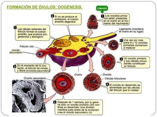FORMACIÓN DE ÓVULOS: OOGÉNESIS.
 