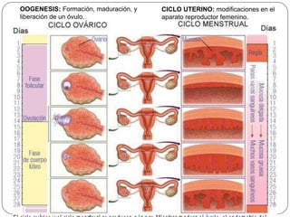 OOGENESIS: Formación, maduración, y
liberación de un óvulo.
CICLO UTERINO: modificaciones en el
aparato reproductor femenino.
 