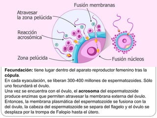Fecundación: tiene lugar dentro del aparato reproductor femenino tras la
cópula.
En cada eyaculación, se liberan 300-400 millones de espermatozoides. Sólo
uno fecundará el óvulo.
Una vez se encuentra con el óvulo, el acrosoma del espermatozoide
produce enzimas que permiten atravesar la membrana externa del óvulo.
Entonces, la membrana plasmática del espermatozoide se fusiona con la
del óvulo, la cabeza del espermatozoide se separa del flagelo y el óvulo se
desplaza por la trompa de Falopio hasta el útero.
 
