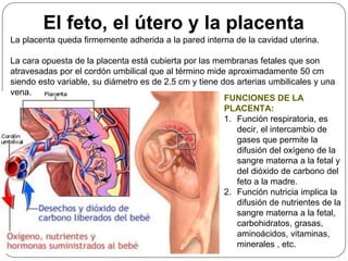 La placenta queda firmemente adherida a la pared interna de la cavidad uterina.
La cara opuesta de la placenta está cubierta por las membranas fetales que son
atravesadas por el cordón umbilical que al término mide aproximadamente 50 cm
siendo esto variable, su diámetro es de 2.5 cm y tiene dos arterias umbilicales y una
vena.
FUNCIONES DE LA
PLACENTA:
1. Función respiratoria, es
decir, el intercambio de
gases que permite la
difusión del oxígeno de la
sangre materna a la fetal y
del dióxido de carbono del
feto a la madre.
2. Función nutricia implica la
difusión de nutrientes de la
sangre materna a la fetal,
carbohidratos, grasas,
aminoácidos, vitaminas,
minerales , etc.
El feto, el útero y la placenta
 