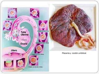 Placenta y cordón umbilical.
 