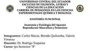 UNIVERSIDAD CENTRAL DEL ECUADOR
FACULTAD DE FILOSOFÍA, LETRAS Y
CIENCIAS DE LA EDUCACIÓN
CARRERA DE PEDAGOGÍA EN LAS CIENCIAS
EXPERIMENTALES QUÍMICA Y BIOLOGÍA
ANATOMÍA FUNCIONAL
Anatomía y Fisiología del Aparato
Reproductor Masculino y Femenino
Integrantes: Carlos Macas, Brenda Quilumba, Valeria
Vinueza
Docente: Dr. Rodrigo Toapanta
Curso: 5to Semestre “B”
 