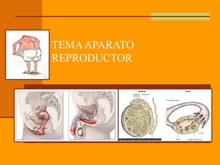TEMAAPARATO
REPRODUCTOR
 