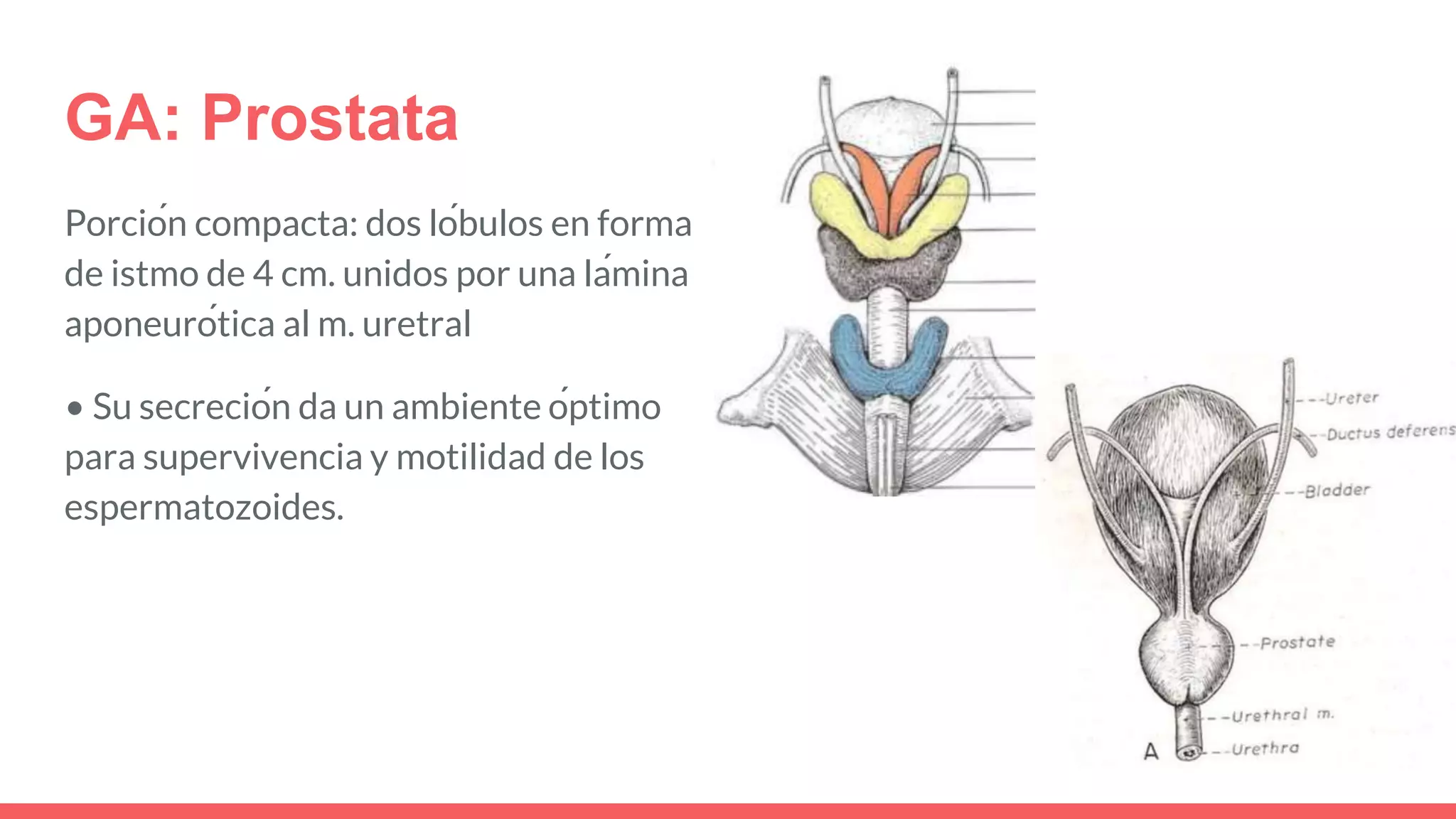 GA: Prostata
Porción compacta: dos lóbulos en forma
de istmo de 4 cm. unidos por una lámina
aponeurótica al m. uretral
• Su secreción da un ambiente óptimo
para supervivencia y motilidad de los
espermatozoides.
 