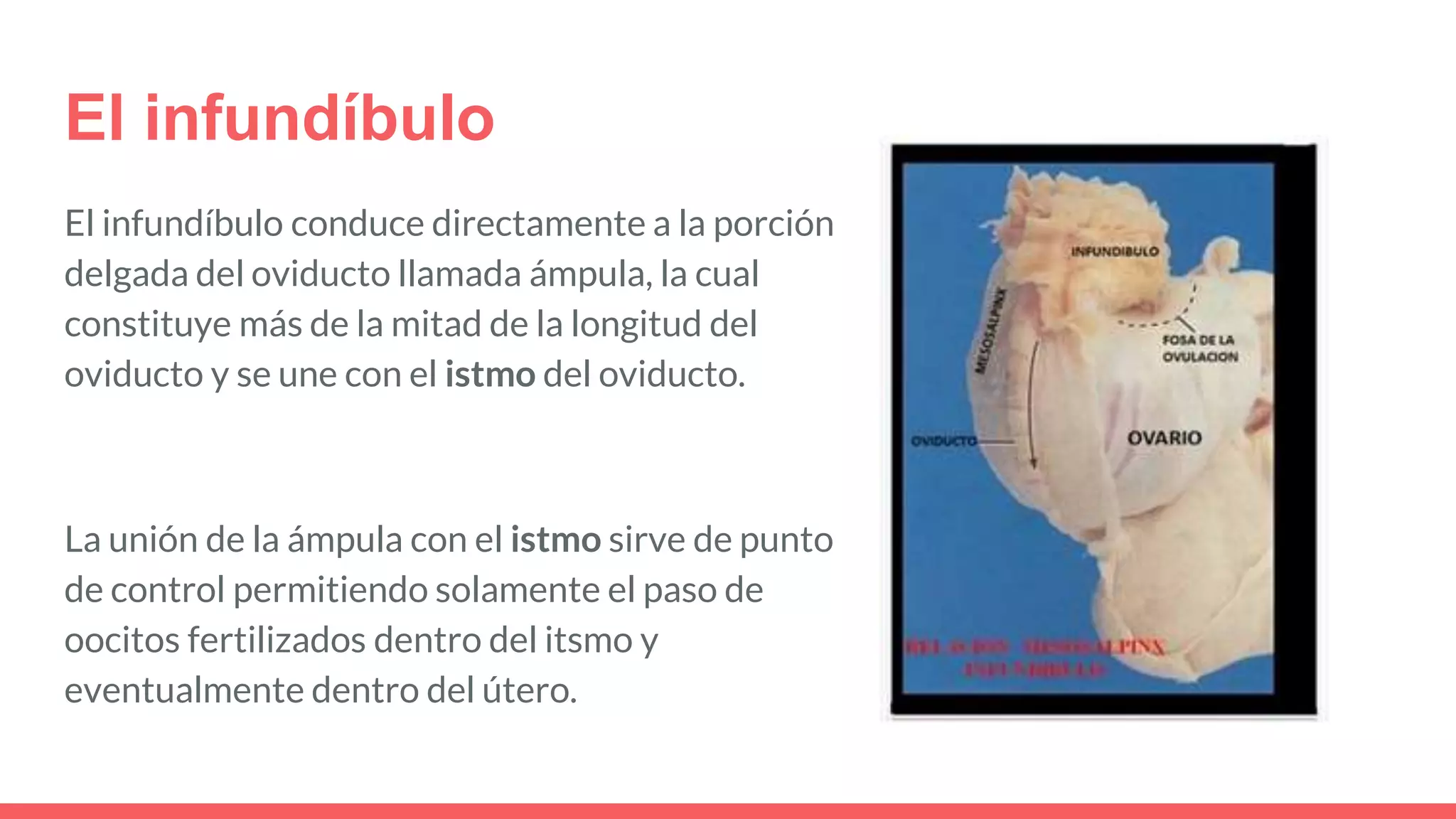 El infundíbulo
El infundíbulo conduce directamente a la porción
delgada del oviducto llamada ámpula, la cual
constituye más de la mitad de la longitud del
oviducto y se une con el istmo del oviducto.
La unión de la ámpula con el istmo sirve de punto
de control permitiendo solamente el paso de
oocitos fertilizados dentro del itsmo y
eventualmente dentro del útero.
 