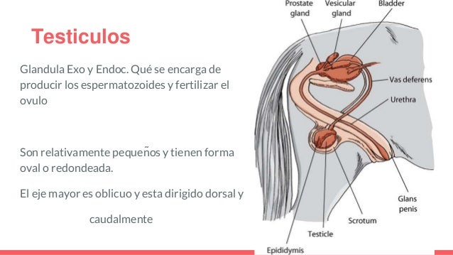 Aparato reproductor equino