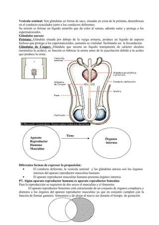 Vesícula seminal: Son glándulas en forma de saco, situadas en cima de la próstata, desembocan
en el conducto eyaculador junto a los conductos deferentes.
Su misión es formar un líquido amarillo que da color al semen, además nutre y protege a los
espermatozoides.
Glándulas anexas:
Próstata: Glándula situada por debajo de la vejiga urinaria, produce un líquido de aspecto
lechoso que protege a los espermatozoides, aumenta su vitalidad facilitando así la fecundación.
Glándulas de Cooper: Glándula que secreta un líquido transparente de carácter alcalino
(neutraliza la acidez), su función es lubricar la uretra antes de la eyaculación debido a la acidez
que produce la orina.
Tiene
Diferentes formas de expresar la proposición:
• El conducto deferente, la vesícula seminal y las glándulas anexas son los órganos
internos del aparato reproductor masculino humano
• El aparato reproductor masculino humano presenta órganos internos
P7. Algún aparato reproductor humano es aparato reproductor femenino
Para la reproducción se requieren de dos sexos el masculino y el femenino
El aparato reproductor femenino está estructurado de un conjunto de órganos complejos y
distintos a los órganos del aparato reproductor masculino ya que en conjunto cumplen con la
función de formar gametos femeninos y de alojar al nuevo ser durante el tiempo de gestación.
Aparato
Reproductor
Humano
Masculino
Órganos
internos
 