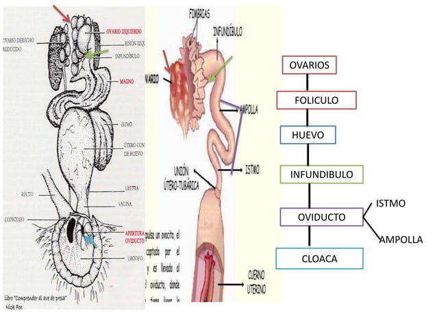 Anatomia Del Aparato Reproductor De La Hembra www.slideshare.net