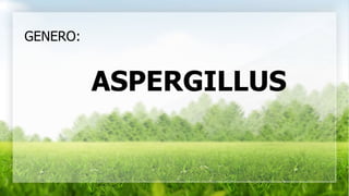 ASPERGILLUS
GENERO:
 