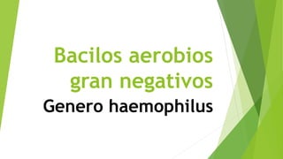 Bacilos aerobios
gran negativos
Genero haemophilus
 