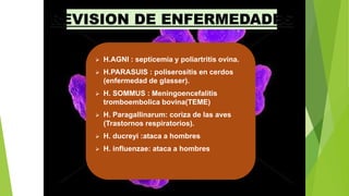 REVISION DE ENFERMEDADES
 H.AGNI : septicemia y poliartritis ovina.
 H.PARASUIS : poliserositis en cerdos
(enfermedad de glasser).
 H. SOMMUS : Meningoencefalitis
tromboembolica bovina(TEME)
 H. Paragallinarum: coriza de las aves
(Trastornos respiratorios).
 H. ducreyi :ataca a hombres
 H. influenzae: ataca a hombres
 