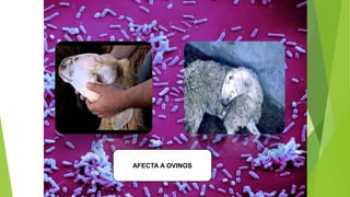 HAEMOPHILUS AGNI
AFECTA A OVINOS
 