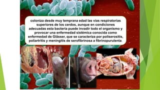 HAEMOPHILUS PARASUIS
coloniza desde muy temprana edad las vías respiratorias
superiores de los cerdos, aunque en condiciones
adecuadas esta bacteria puede invadir todo el organismo y
provocar una enfermedad sistémica conocida como
enfermedad de Glässer, que se caracteriza por poliserositis,
poliartritis y meningitis de serofibrinosa a fibrinopurulenta.
 