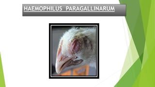 HAEMOPHILUS PARAGALLINARUM
 