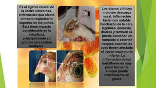 Es el agente causal de
la coriza infecciosa,
enfermedad que afecta
el tracto respiratorio
superior de los pollos.
Ésta tiene impacto
considerable en la
avicultura,
principalmente en
granjas con edades
múltiples.
Los signos clínicos
incluyen descarga
nasal, inflamación
facial con notable
hinchazón de la cara,
lagrimeo, anorexia,
diarrea y también se
puede escuchar un
ronquido o estertor
traqueal cuando las
aves tienen afectado
el tracto respiratorio
inferior. La
inflamación de los
barbillones es muy
poco frecuente
aunque puede
manifestarse en
gallos
 