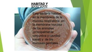 HABITAD Y
ECOLOGÍA
Esta bacteria habitad
en la membrana de la
mucosa respiratoria ,en
la membrana mucosa
de los animales
(principalmente
conjuntiva y cavidad
nasal) y de las
mucosas genitales.
 