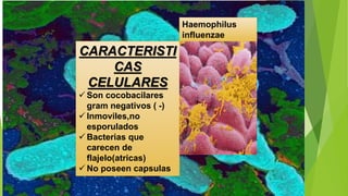 CARACTERISTI
CAS
CELULARES
 Son cocobacilares
gram negativos ( -)
 Inmoviles,no
esporulados
 Bacterias que
carecen de
flajelo(atricas)
 No poseen capsulas
Haemophilus
influenzae
 
