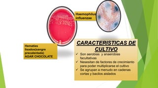 CARACTERISTICAS DE
CULTIVO
 Son aerobias y anaerobias
facultativas
 Nesesitan de factores de crecimiento
para poder multiplicarse el cultivo
 Se agrupan a menudo en cadenas
cortas y bacilos aislados
Haemophilus
influenzae
Hematíes
lisados(sangre
precalentada)
AGAR CHOCOLATE
 