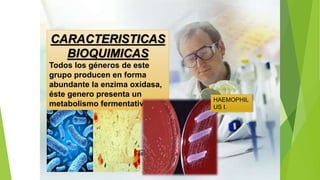 CARACTERISTICAS
BIOQUIMICAS
Todos los géneros de este
grupo producen en forma
abundante la enzima oxidasa,
éste genero presenta un
metabolismo fermentativo.
HAEMOPHIL
US I.
 