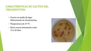 CARACTERISTICAS DE CULTIVO DEL
TRICHOPHYTON
• Crecen en medio de Agar
Saboureaud con cloromicetina.
• Temperatura de 37 °C.
• Estos crecen lentamente entre
15 a 25 dias.
 