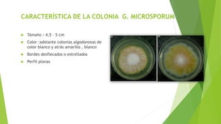 CARACTERÍSTICA DE LA COLONIA G. MICROSPORUM
 Tamaño : 4,5 – 5 cm
 Color :adelante colonias algodonosas de
color blanco y atrás amarillo , blanco
 Bordes desflecados o estrellados
 Perfil planas
 