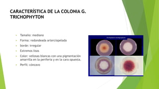 CARACTERÍSTICA DE LA COLONIA G.
TRICHOPHYTON
 Tamaño: mediano
 Forma: redondeada arterciopelada
 borde: irregular
 Extremos lisos
 Color: vellosas blancas con una pigmentación
amarrilla en la periferia y en la cara opuesta.
 Perfil: cóncavo
 