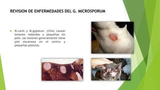 REVISION DE ENFERMEDADES DEL G. MICROSPORUM
 M.canis y M.gypseum ;(tiña) causan
lesiones redondas y pequeñas sin
pelo .las lesiones generalmente tiene
piel escamosa en el centro y
pequeñas postulas
 