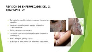 REVISION DE ENFERMEDADES DEL G.
TRICHOPHYTON
 Dermatofito zoofilico infecta con mas frecuencia a
caballos.
 Las infecciones humanas pueden producirse
ocasionalmente.
 En los caninos son muy raras
 Los pelos infectados presenta disposición ectotris
con esporas.
 Ataca a la piel, pelo y cascos.
 El ataque al pelo puede ser endothrix o ectothrix.
 