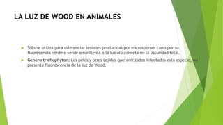 LA LUZ DE WOOD EN ANIMALES
 Solo se utiliza para diferenciar lesiones producidas por microsporum canis por su
fluorecencia verde o verde amarillenta a la luz ultravioleta en la oscuridad total.
 Genero trichophyton: Los pelos y otros tejidos queranitizados infectados esta especie, no
presenta fluorescencia de la luz de Wood.
 