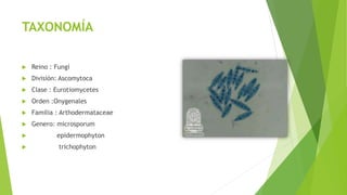 TAXONOMÍA
 Reino : Fungí
 División: Ascomytoca
 Clase : Eurotiomycetes
 Orden :Onygenales
 Familia : Arthodermataceae
 Genero: microsporum
 epidermophyton
 trichophyton
 