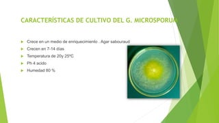 CARACTERÍSTICAS DE CULTIVO DEL G. MICROSPORUM
 Crece en un medio de enriquecimiento . Agar sabouraud
 Crecen en 7-14 días
 Temperatura de 20y 25ºC
 Ph 4 acido
 Humedad 80 %
M. canis
 