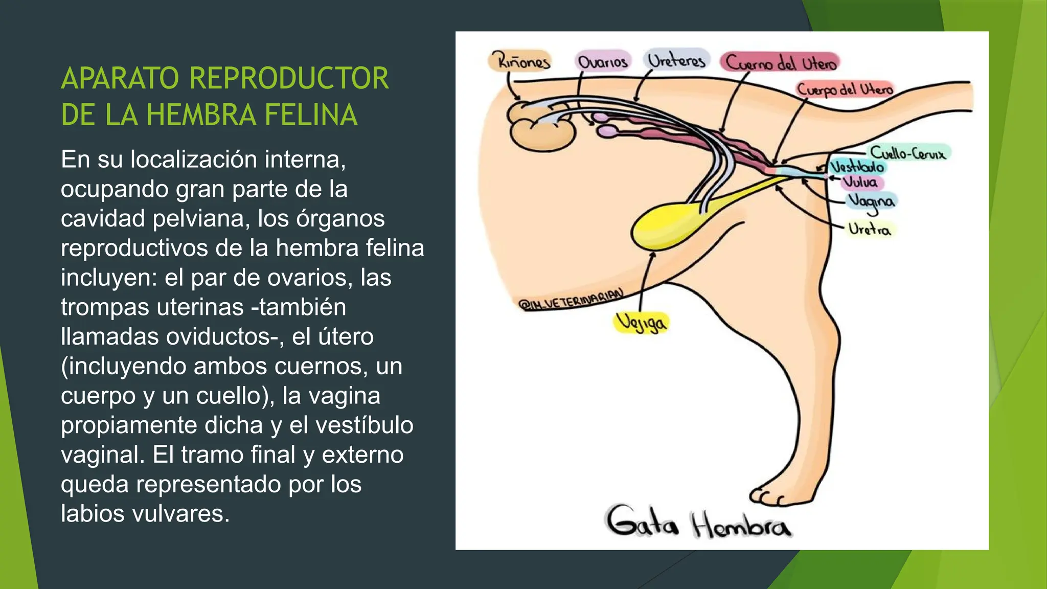 presentacion del APARATO REPRODUCTOR DEL GATO.pptx